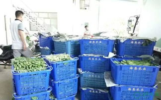 專業餐飲管理一體化服務 從農產品配送到食堂承包的全面解決方案